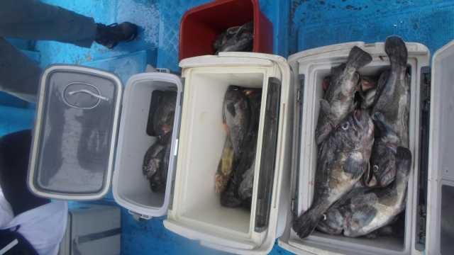 14일 우럭조황 사진 2
