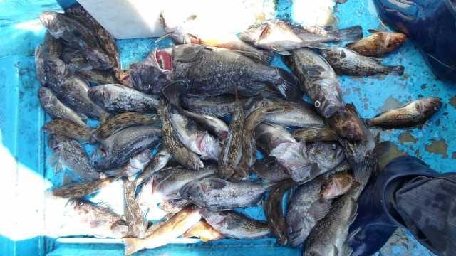 22일 놀리팀 조황 사진 1