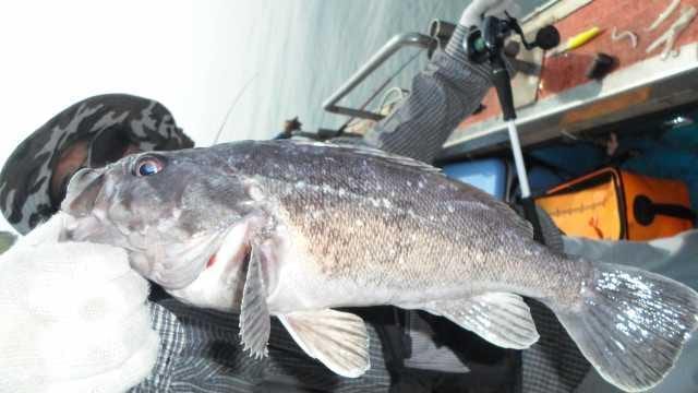 22일 놀리팀 조황 사진 3