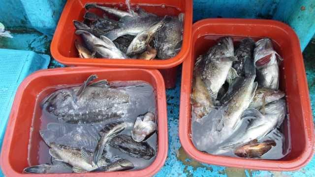22일 놀리팀 조황 사진 18