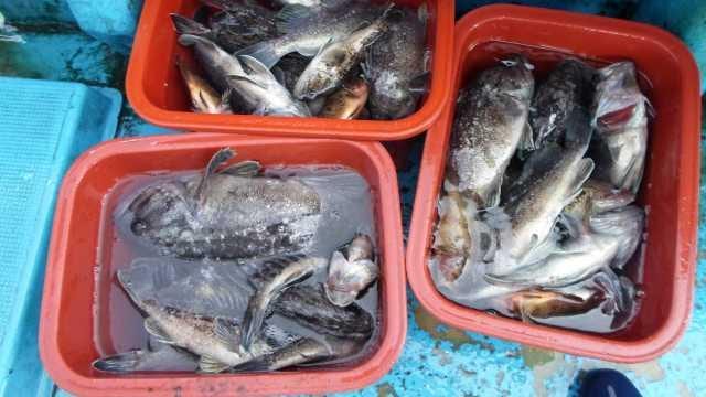 22일 놀리팀 조황 사진 19