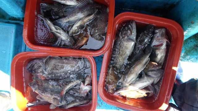 22일 놀리팀 조황 사진 20