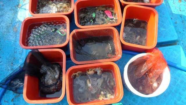 25일 쭈꾸미 단체 조황 사진 1