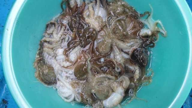 25일 쭈꾸미 단체 조황 사진 2