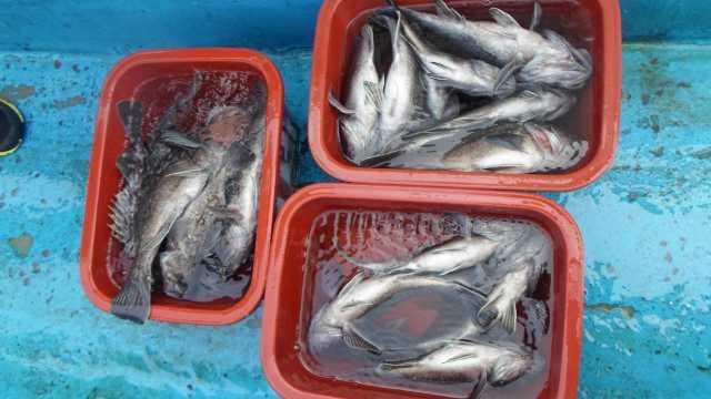 14일 조황 사진 10
