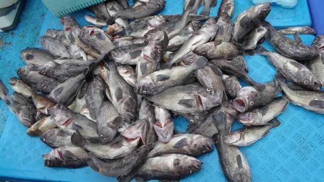 27일 단체 조황 사진 1