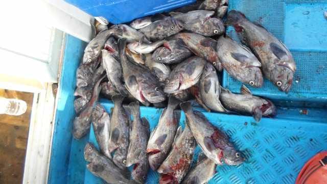 27일 단체 조황 사진 11
