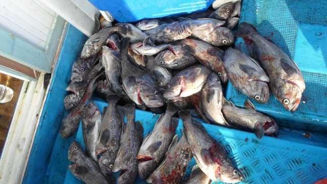 27일 단체 조황 사진 12