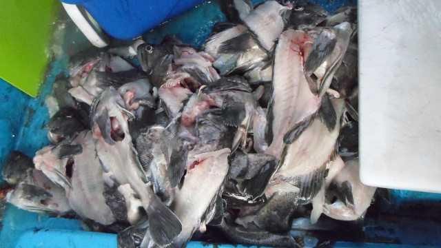 27일 단체 조황 사진 16