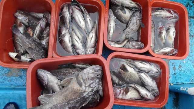27일 단체 조황 사진 25
