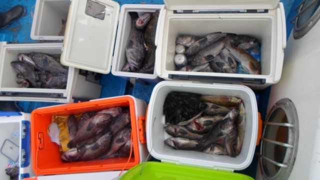 11월6일 조황 사진 18