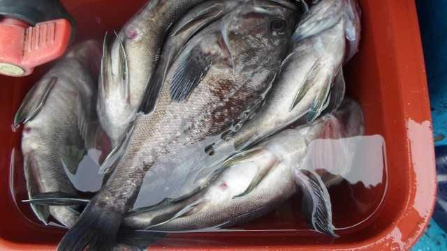 13일 조황 사진 14