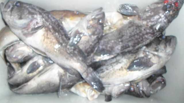 25일7명 조황 사진 13