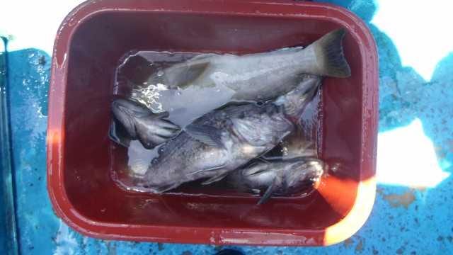 4일 놀리팀 조항 사진 21