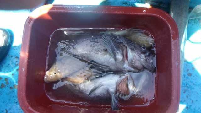 4일 놀리팀 조항 사진 22