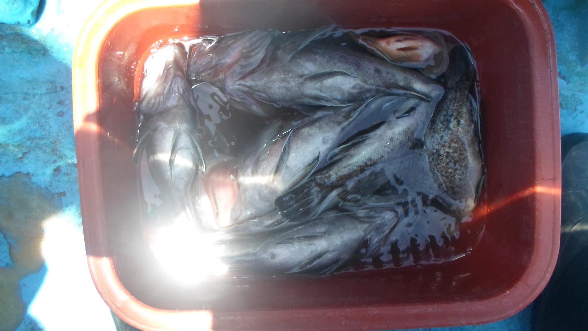 4일 놀리팀 조항 사진 23
