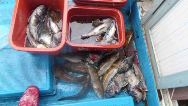 5월12일놀리팀오전조항 사진 3