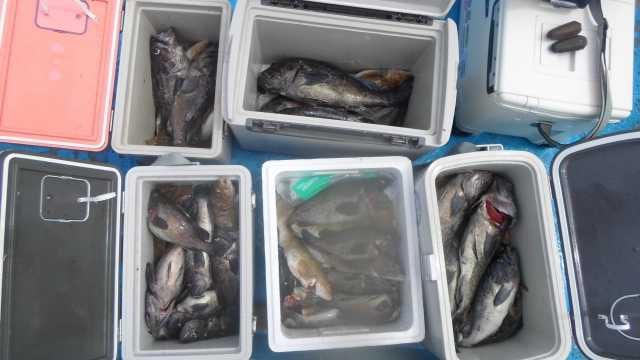 10일 조황 사진 22