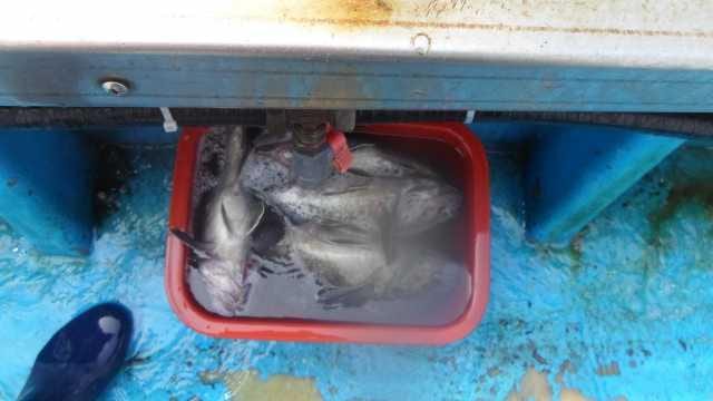 23일단체조항 사진 12