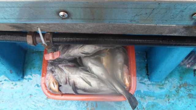 23일단체조항 사진 13