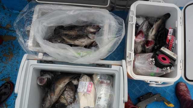 4월27일 조황 사진 28