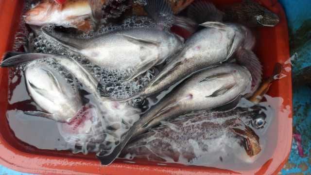 29일 조항 사진 8