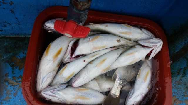 27일 백조기 탐사 조항 사진 1
