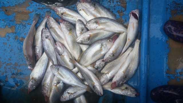 27일 백조기 탐사 조항 사진 11