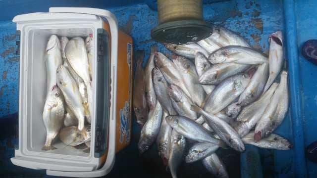 27일 백조기 탐사 조항 사진 2