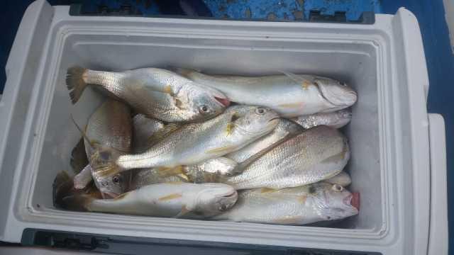 27일 백조기 탐사 조항 사진 12