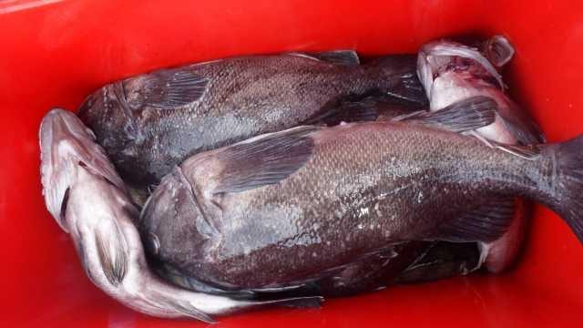 31일조황 사진 3