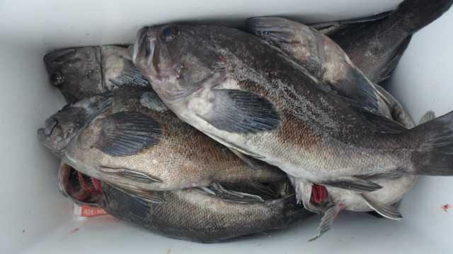 31일조황 사진 4