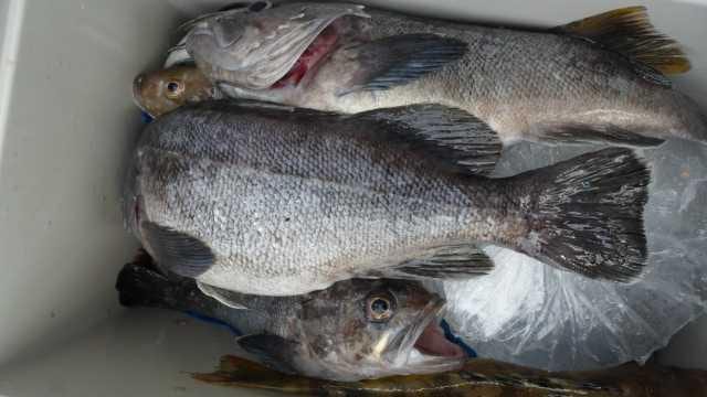 31일조황 사진 5