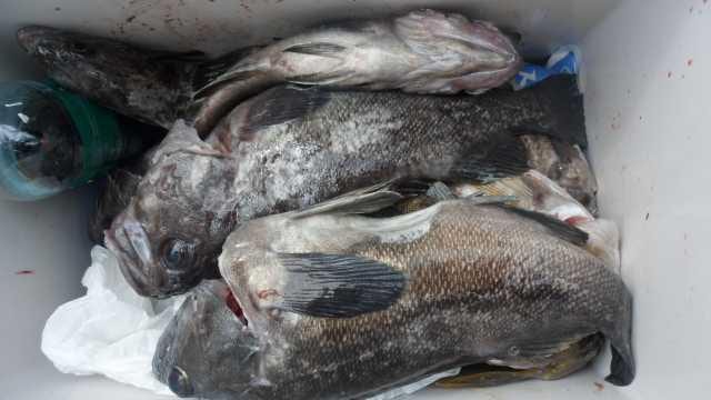 31일조황 사진 6