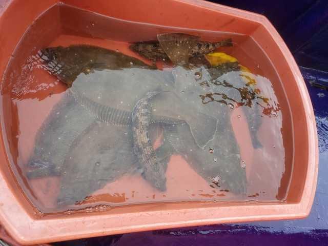 21일 3분10시까지  조항 사진 3