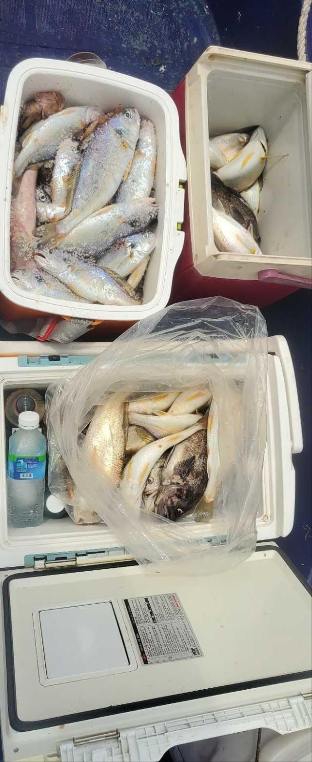 8월15일 백조기조항 사진 5