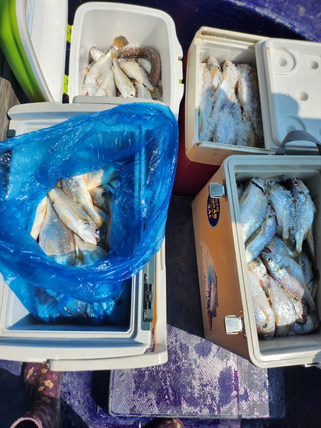 8월15일 백조기조항 사진 2