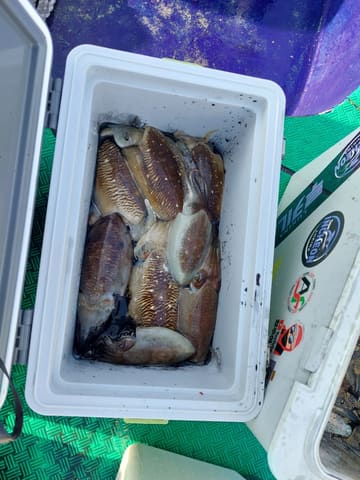 11월 3일 갑오징어 조항