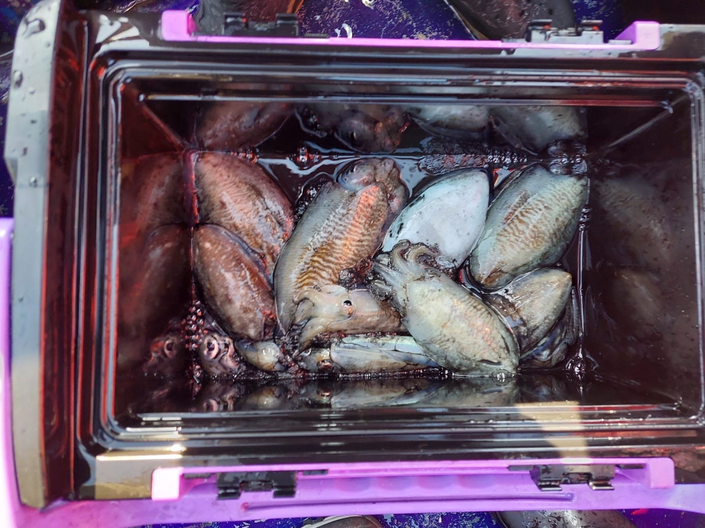 11월 3일 갑오징어 조항 사진 3