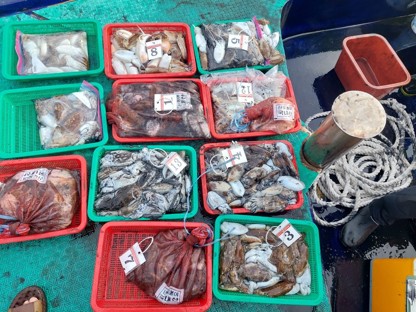 9월28일 갑오징어 조항 사진 3