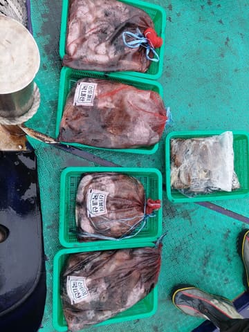 10월 4일 갑오징어조항