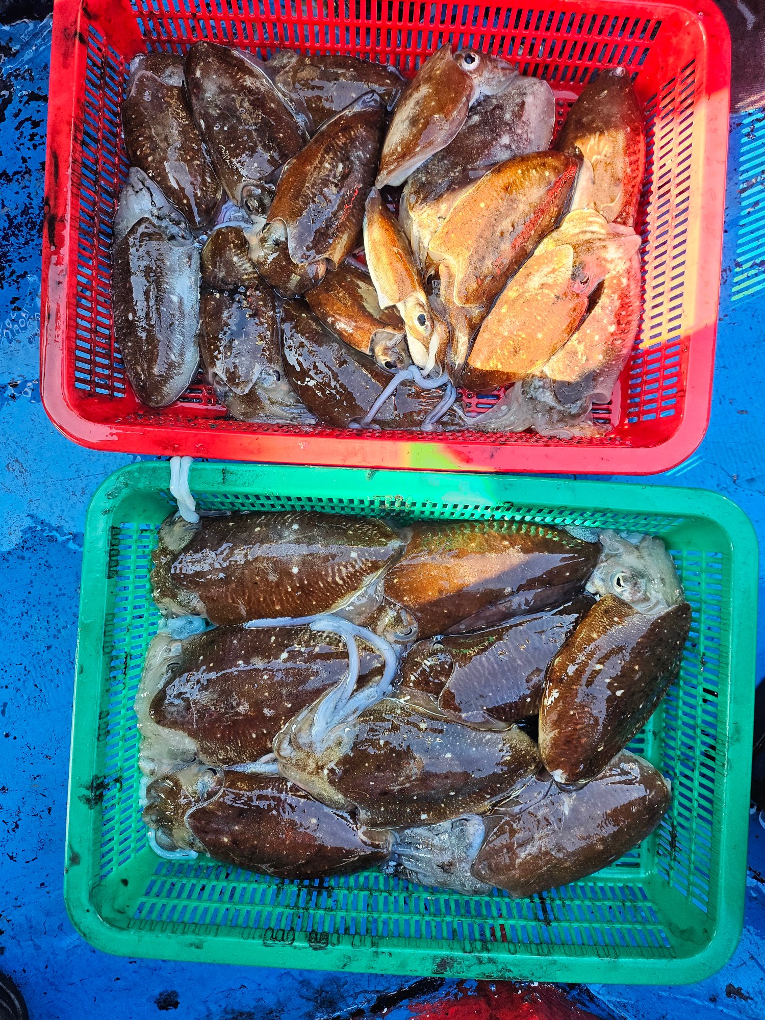 10월 23일 갑오징어 조항 사진 5